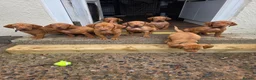 Hungarian Vizsla dogs for sale: ***Ready Now*** Hungarian Vizsla Puppies  - Advert 12
