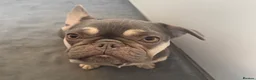 French Bulldog dogs for sale: Beautiful female Blue & tan french bulldog 🐾 - Advert 3