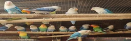 Lovebirds birds for sale: Lovebird fischer's opalines - Advert 12