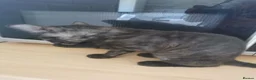 Mixed Breed cats for sale: Maine coon cross  - Advert 11