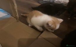British Shorthair cats for sale: Kittens for sale - Image 3