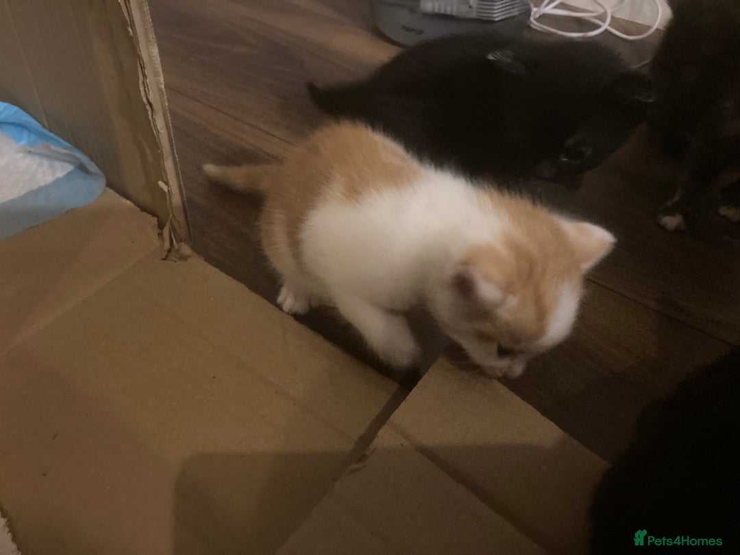 British Shorthair cats for sale: Kittens for sale - Image 3