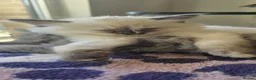 Ragdoll cats for sale: Ragdoll/Siberian mix kittens - Advert 17