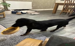 Mixed Breed dogs for adoption: TUX Small body BIG personality - Image 4