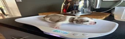 Mixed Breed dogs for sale: Beautiful family pet in Sunderland - Advert 9