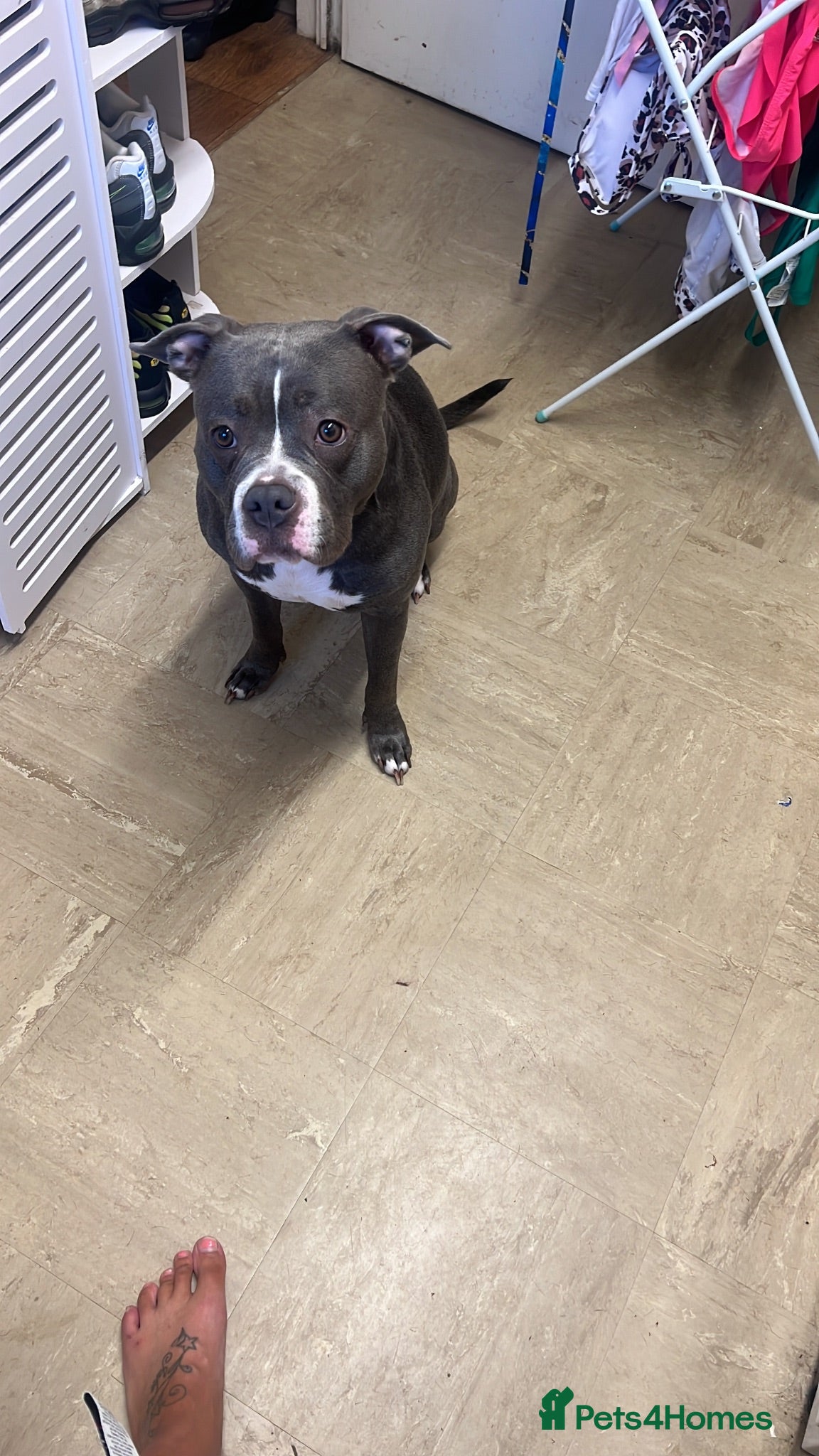 American Bull Staffy dogs Bella too needs a forever home - Advert 6