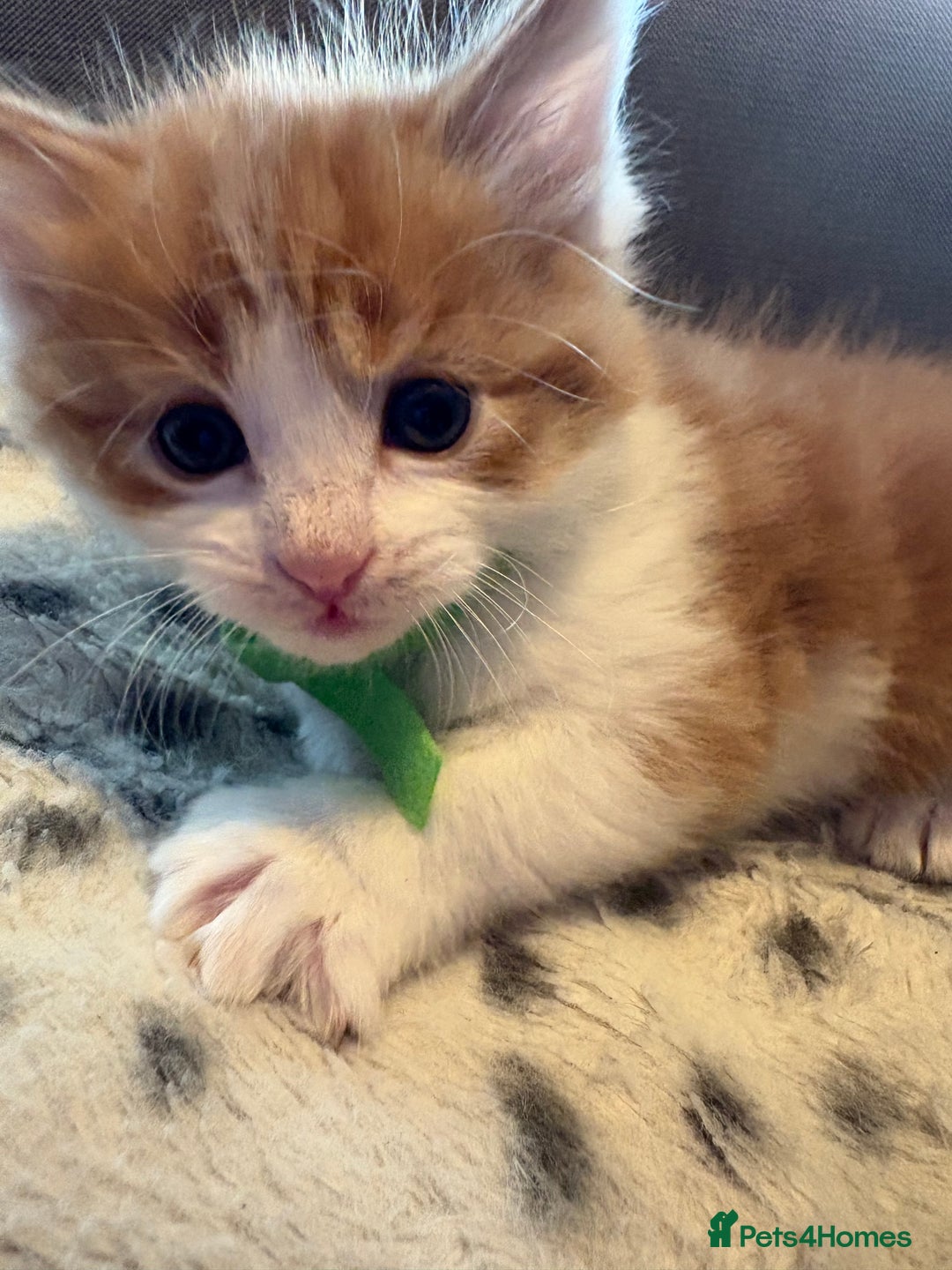 Mixed Breed cats for sale: Kittens for sale  - Image 6