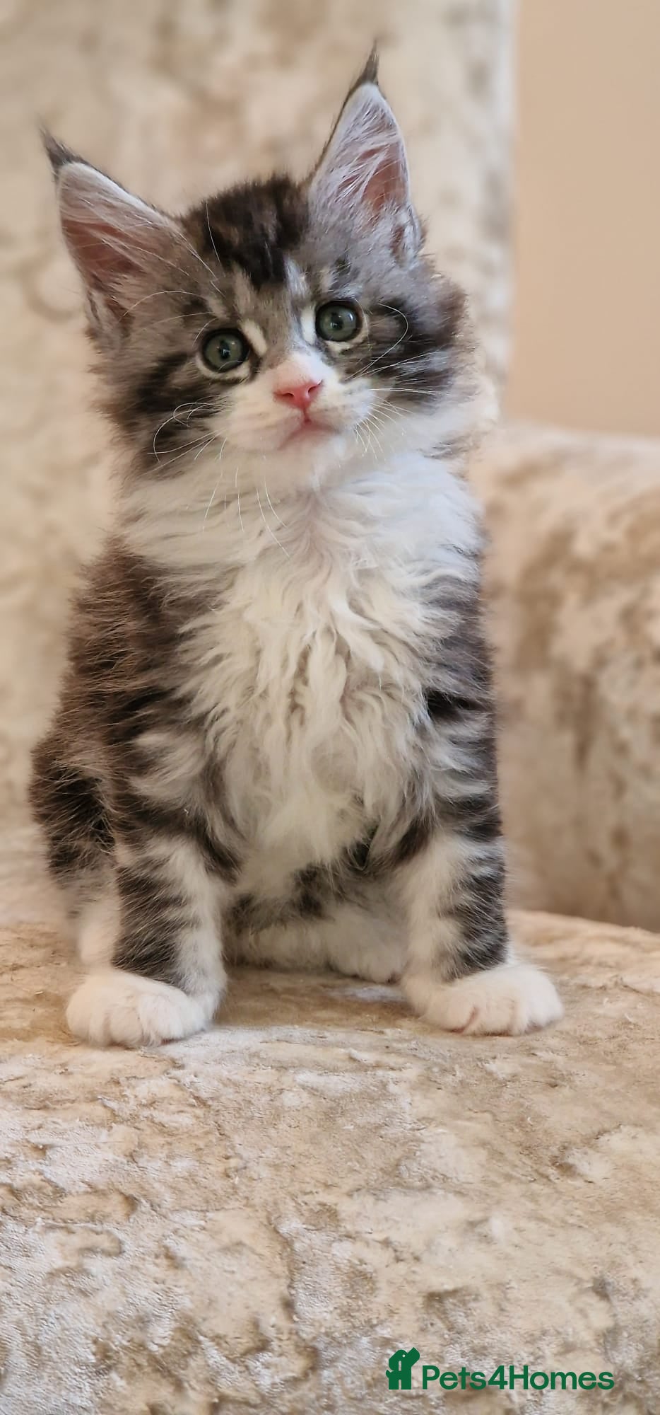 Maine Coon cats Tica Registered, Russian Line Maine Coon Kittens - Advert 17