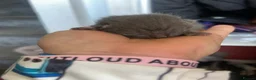 Mixed Breed cats for sale: 3 adorable babies! - Advert 9