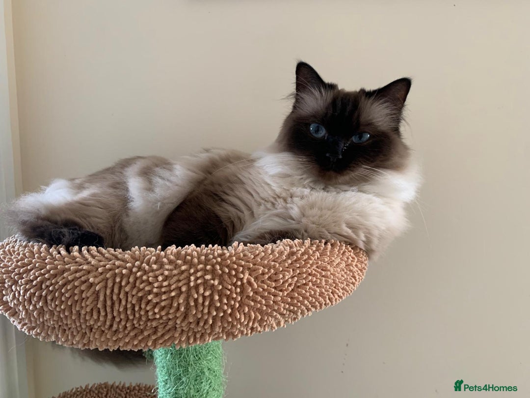 Ragdoll cats for sale: Gorgeous ragdoll girl - Tiffany - Image 2
