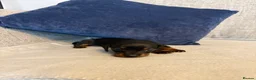 Miniature Dachshund dogs for sale: Beautiful Miniature Dachshund Puppies - Advert 29