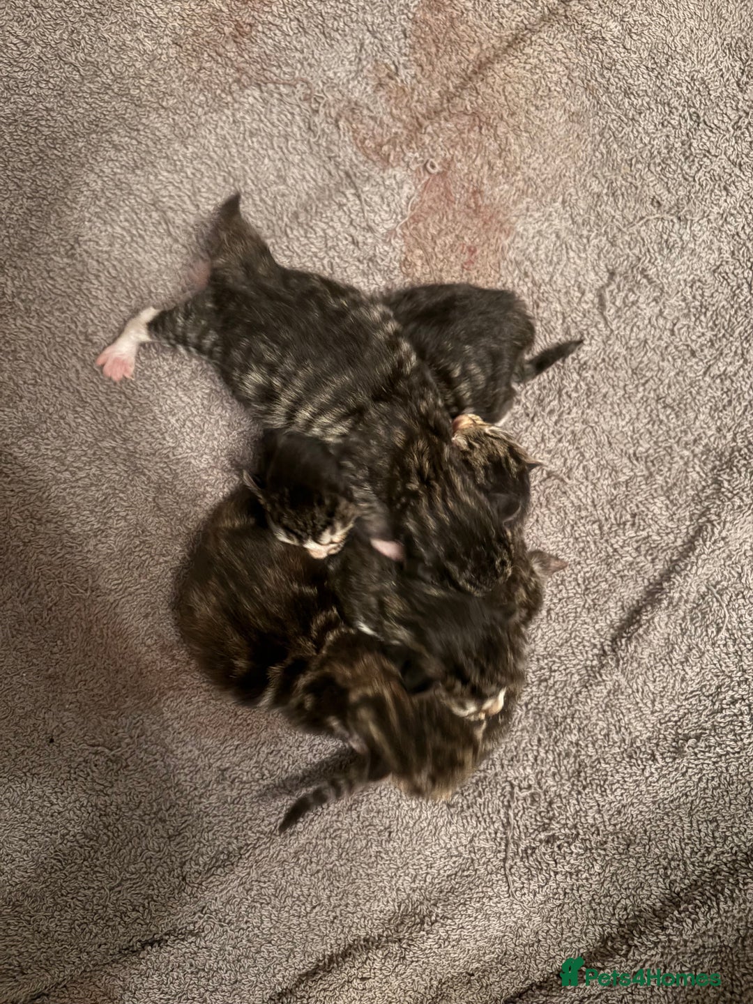 Mixed Breed cats for sale: Looking for a forever home  - Advert 2