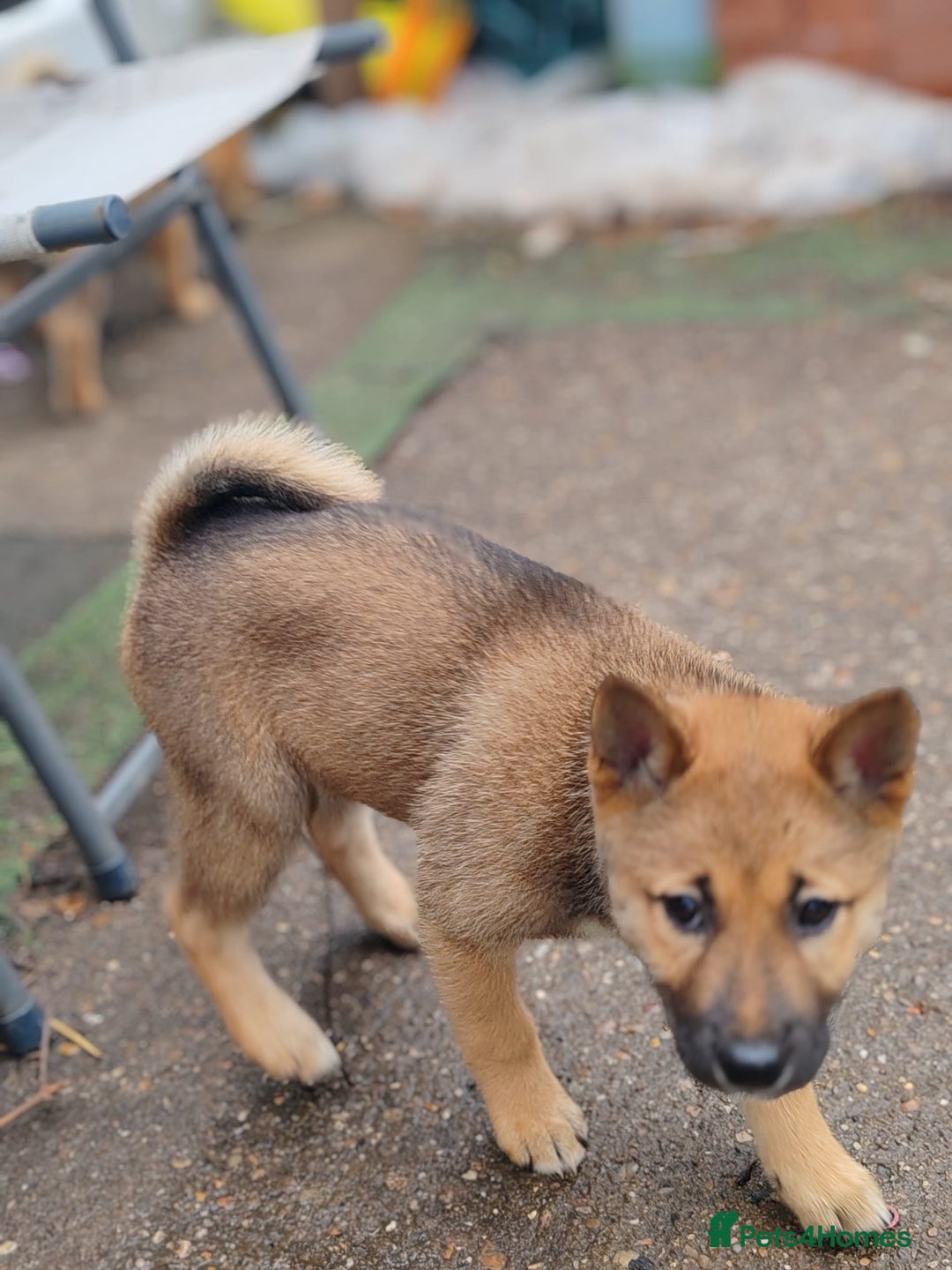 Japanese Shiba Inu dogs for sale: Shiba Inu Girls Puppies - Image 2