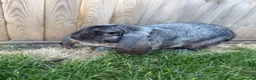 French Lop rabbits for sale: French lops  - Advert 2