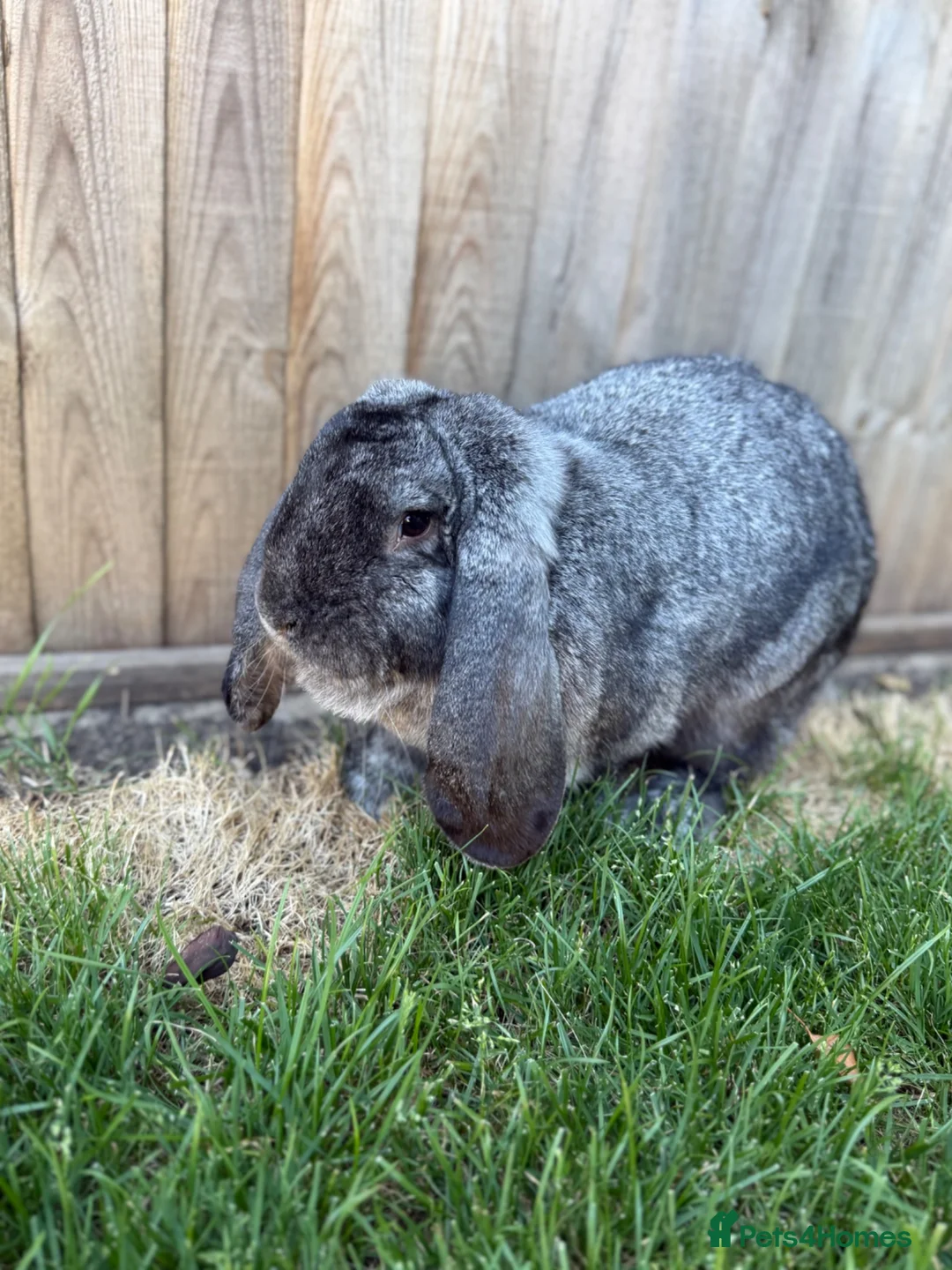 French Lop rabbits for sale: French lops  - Advert 2