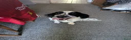 Sprocker dogs for sale: Looking for a new home please read info - Advert 1