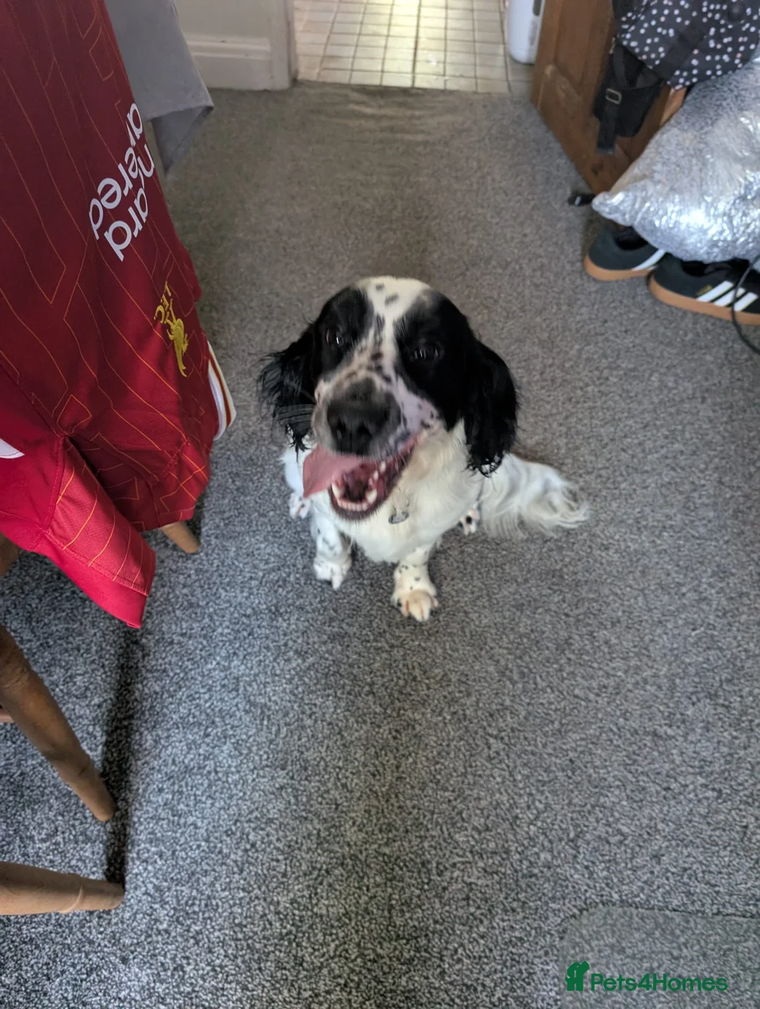 Sprocker dogs for sale: Looking for a new home please read info - Advert 1