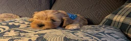 Cavapoo dogs for sale: Cavapoo puppies for sale - Advert 28