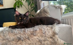 Maine Coon cats for sale: Pedigree ”TICA”  the last kitten left❣️ - Image 8