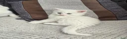 Mixed Breed cats for sale: Lovely pure white kittens longhair and short hair - Advert 8