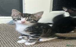 Domestic Shorthair cats for sale: Kitten  - Image 2