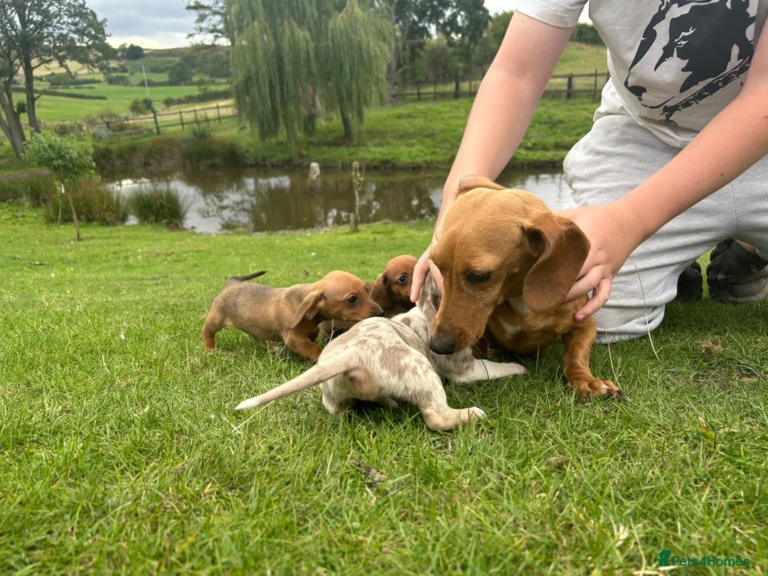 Dachshund dogs for sale: Dachshund puppies stunning red dapple   in Whitby - Advert 1