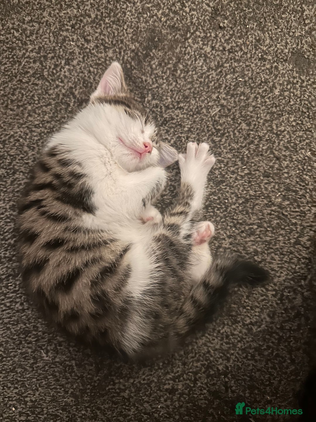 Mixed Breed cats for sale: Cute cuddler - Advert 2