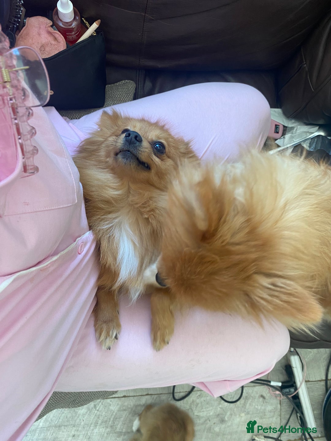 Pomeranian dogs for sale: Lovely dog for sale  - Image 7