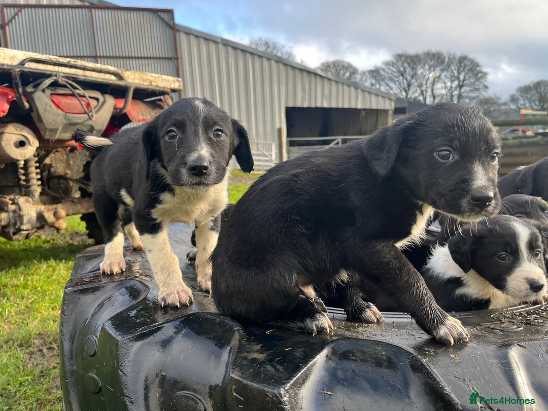 Sprollie dogs for sale: Sprollie puppies  - Advert 15