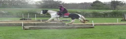Irish Cob horses for sale: 14.2 Super fun SJ/XC/PC pony.  - Advert 4