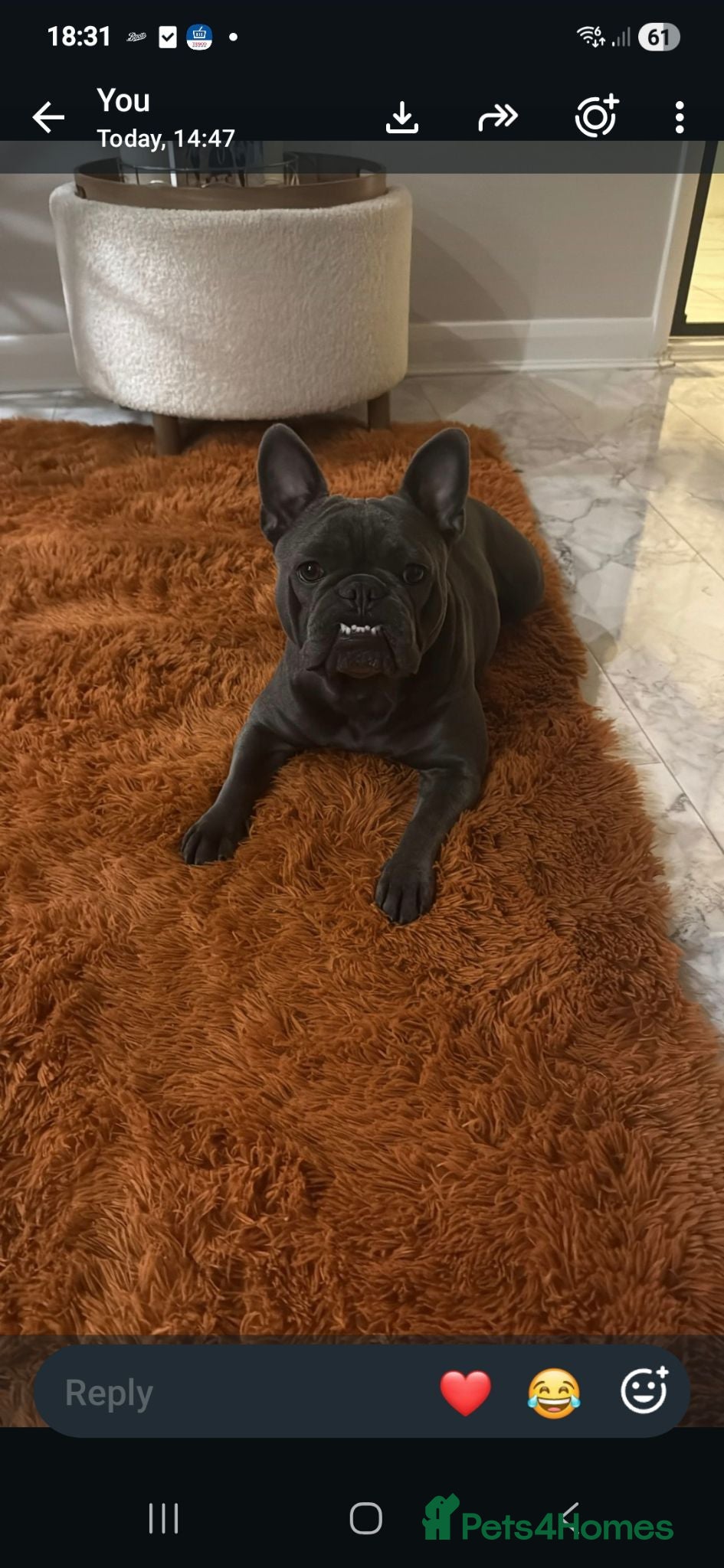 French Bulldog dogs French bulldog puppies - Advert 2