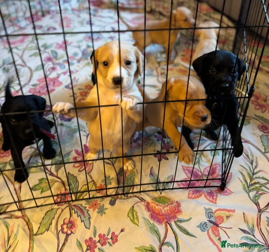 Cockerdor dogs for sale: Beautiful Gamekeeper Bred Working Cockerdors - Advert 3