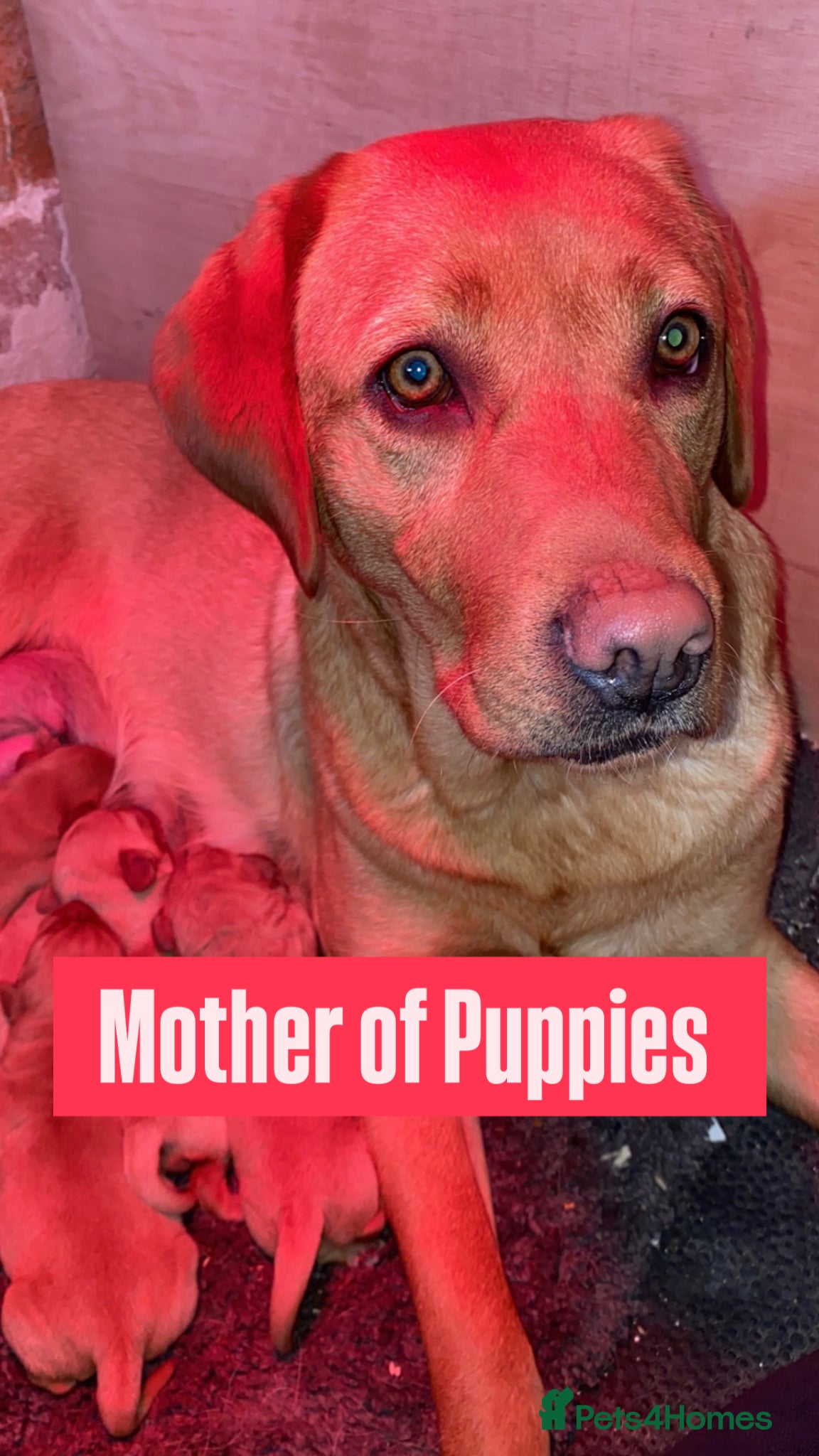 Labrador Retriever dogs Fox Red Cross Golden Labrador Puppies  - Advert 2