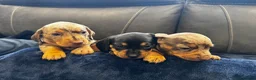 Dachshund dogs for sale: Stunning Standard Datchhound puppies    in Carmarthen - Advert 5