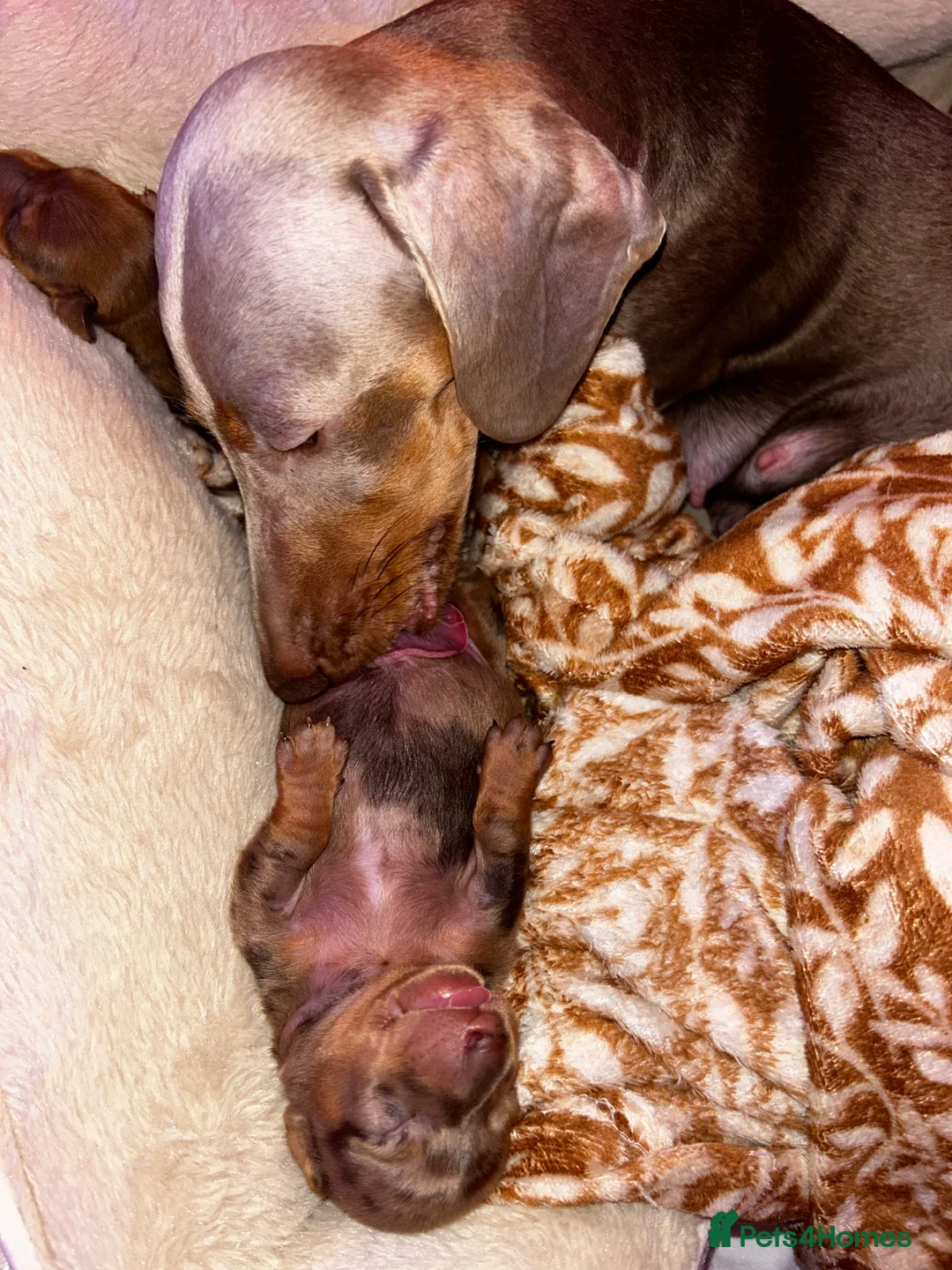 Miniature Dachshund dogs for sale: 2 Cute Mini Dachshund Brothers–Raised with Mum&Dad - Advert 9