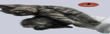 Domestic Shorthair 1
