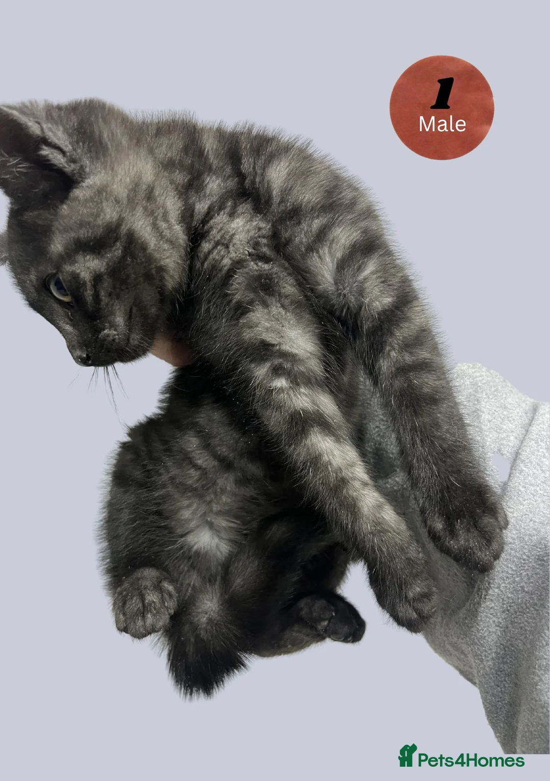 Domestic Shorthair cats for sale: Very Playful, Friendly & Mischievous Kittens! in Bradford - Advert 2