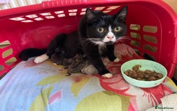 British Shorthair cats for sale: 4 beautiful kittens - Image 6