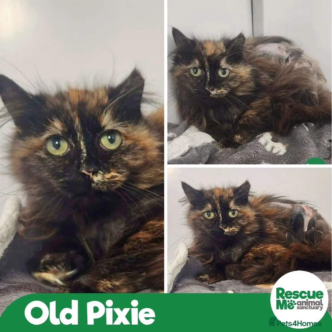 Mixed Breed cats for adoption: PIXIE - special outdoor home - Advert 1
