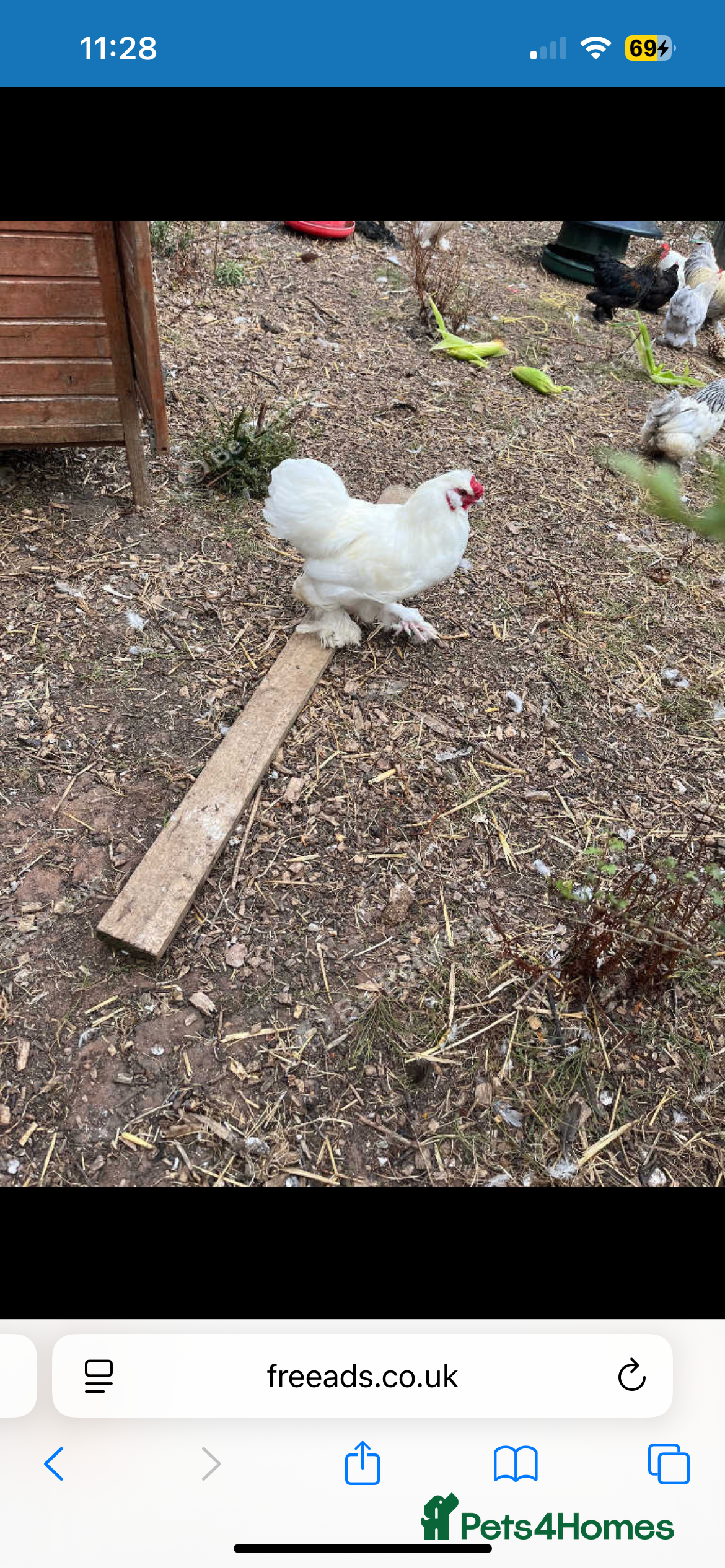 Chickens poultry Silkie cockerel - Advert 1