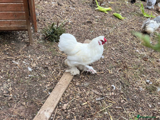 Chickens poultry Silkie cockerel - Advert 1