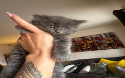 Ragdoll cats for sale: x4 adorable half ragdoll kittens ready to go soon - Image 7