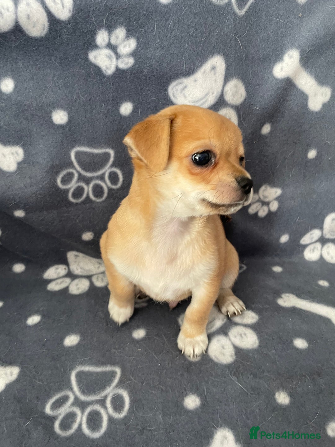 Chihuahua dogs for sale: Chihuahua Puppy 3 - 2 boy, 1 girl  chihuahua  - Image 25