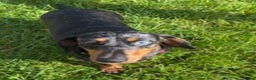 Dachshund dogs for sale: 4 Dachshund puppies for sale  - Advert 2