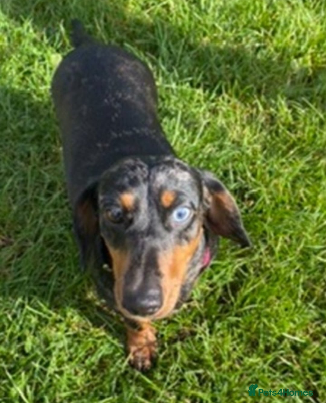 Dachshund dogs for sale: 4 Dachshund puppies for sale  - Advert 2