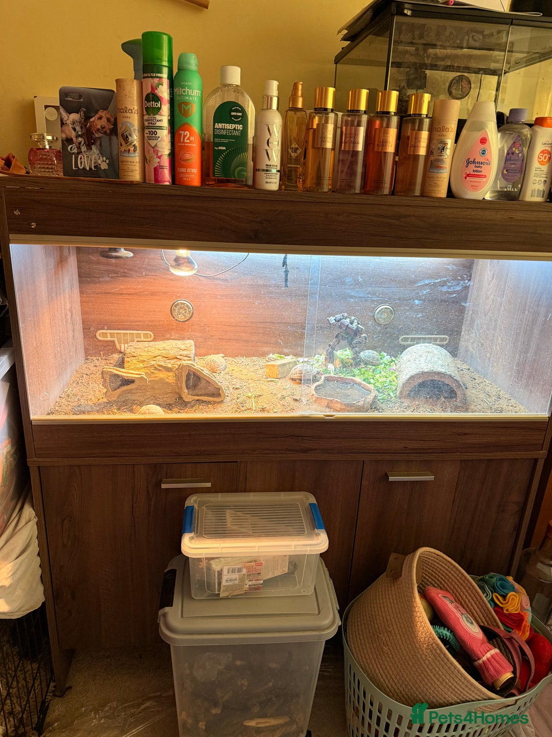 Tortoise reptiles for sale: 4 spur thigh tortoise plus set up  - Advert 1