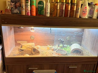 Tortoise reptiles 4 spur thigh tortoise plus set up - Advert 8