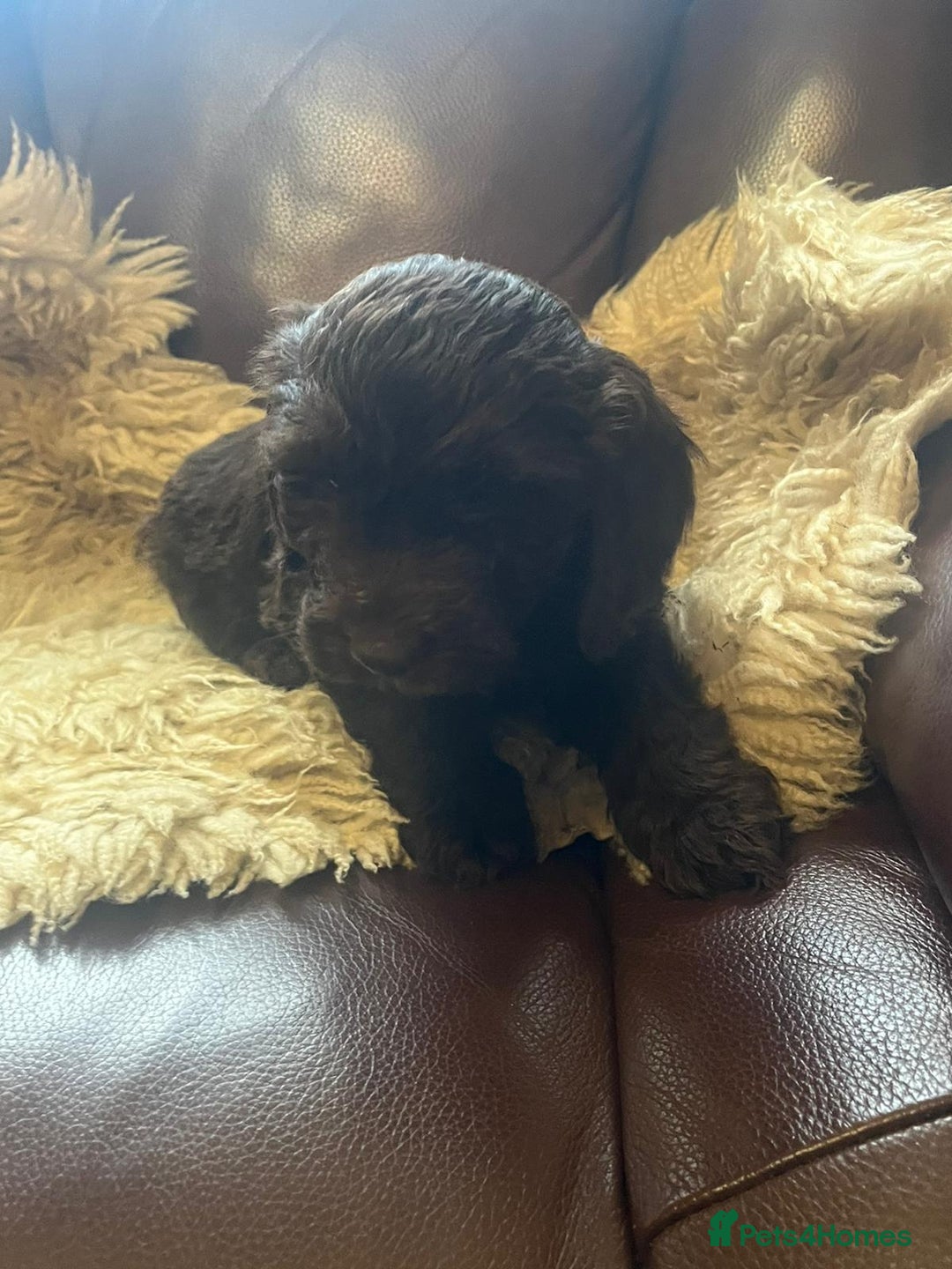 Cockapoo dogs for sale: Cockapoo puppies  - Advert 6