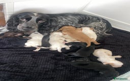 Cocker Spaniel dogs for sale: Cocker spaniel puppies for sale  - Image 12