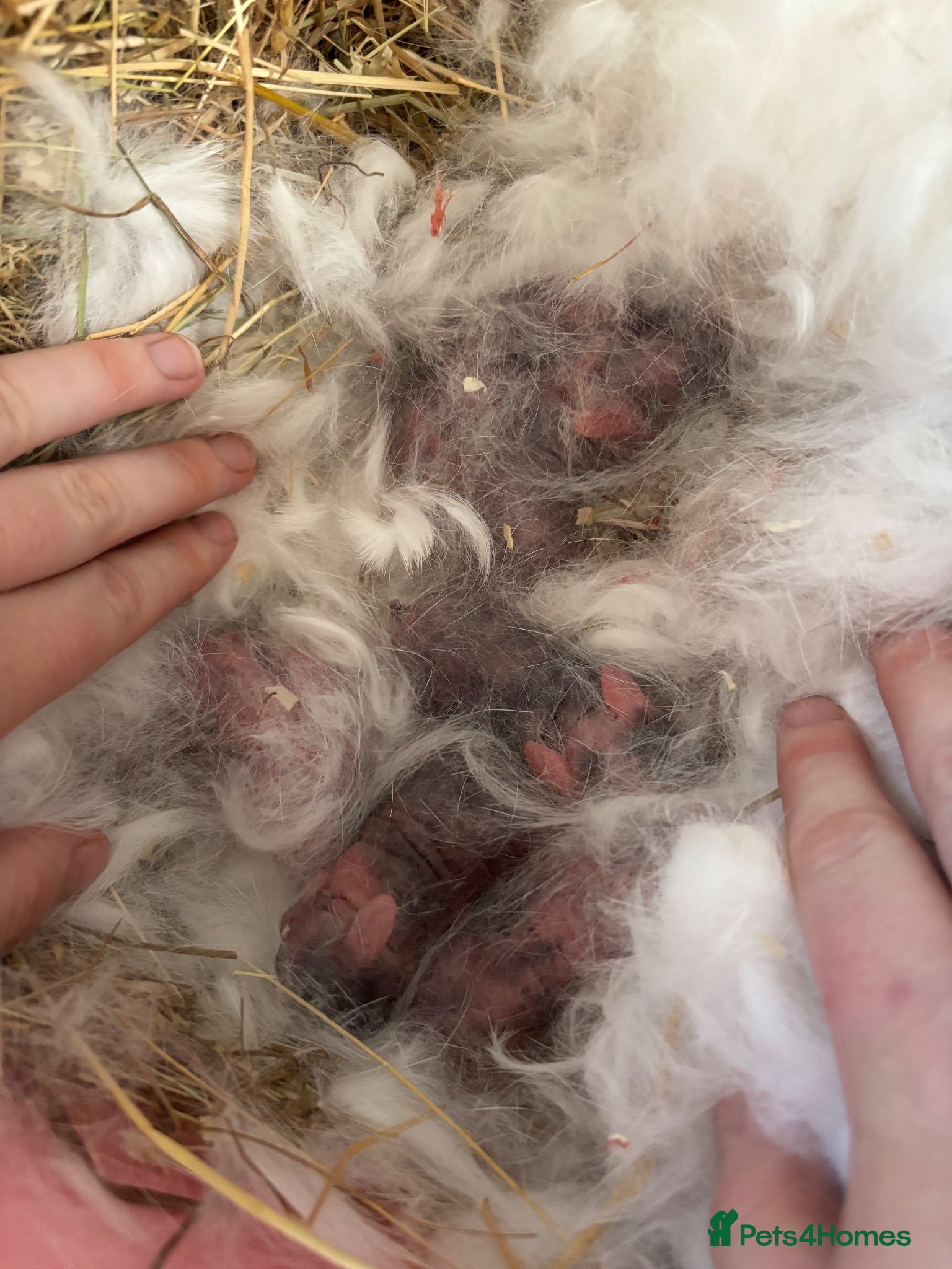 Mini Lop rabbits 🐰 Mini Lop Rabbit Babies - Advert 20